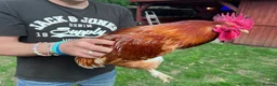 Chickens poultry for sale: 3 cockerels for rehome in Warwick - Advert 3