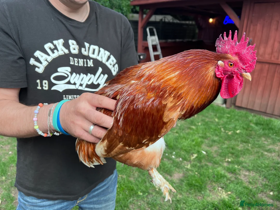 Chickens poultry for sale: 3 cockerels for rehome in Warwick - Advert 3
