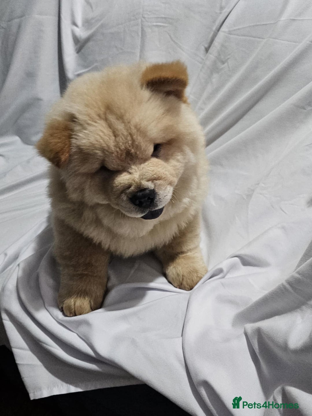 Chow Chow dogs for sale: chow chow puppy - Image 4