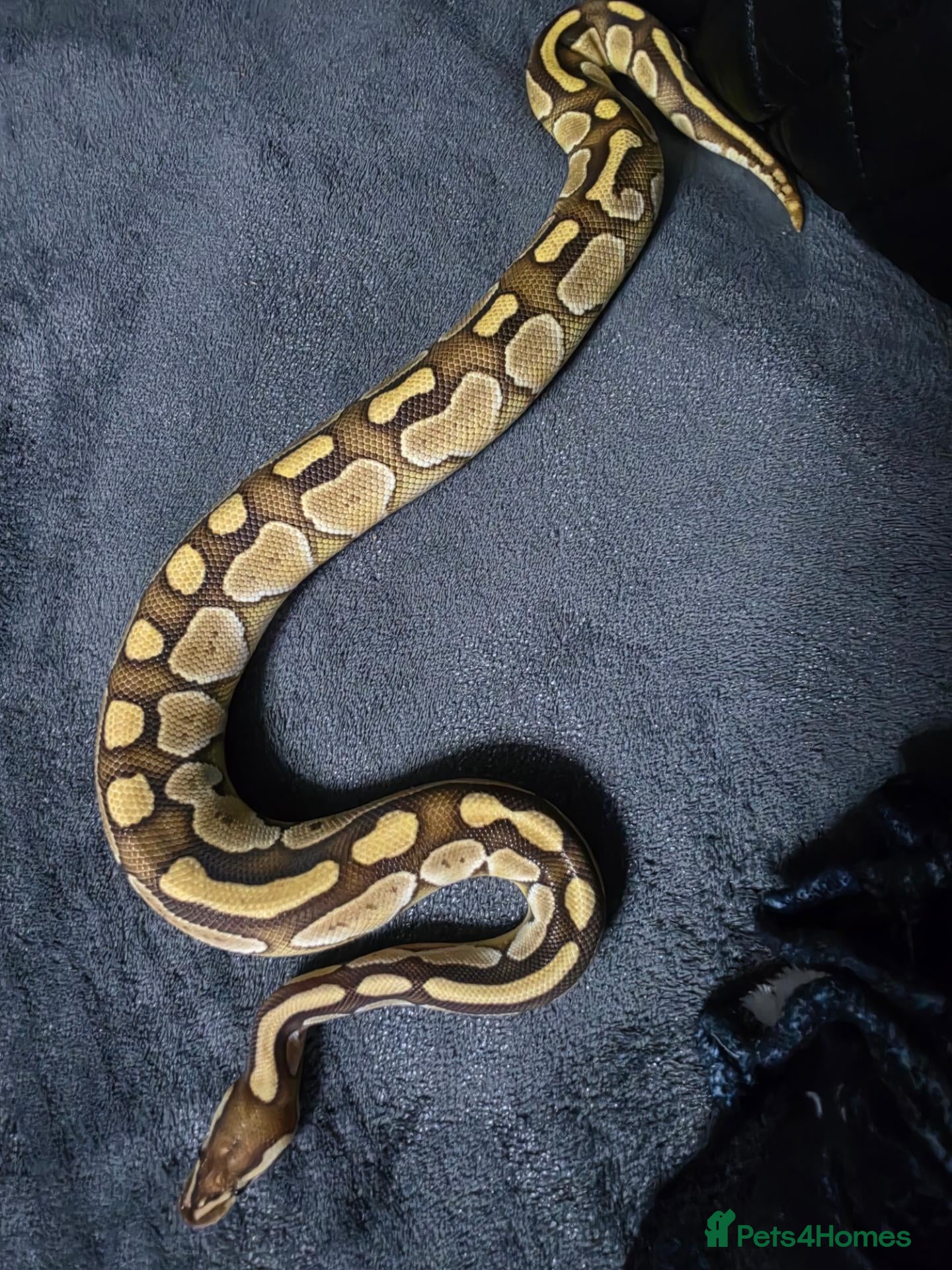 Snake reptiles for sale: 1 female 1 male  - Advert 4