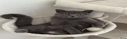 British Shorthair cats for sale: Cat Louie Looking for a Loving New Home - Advert 4