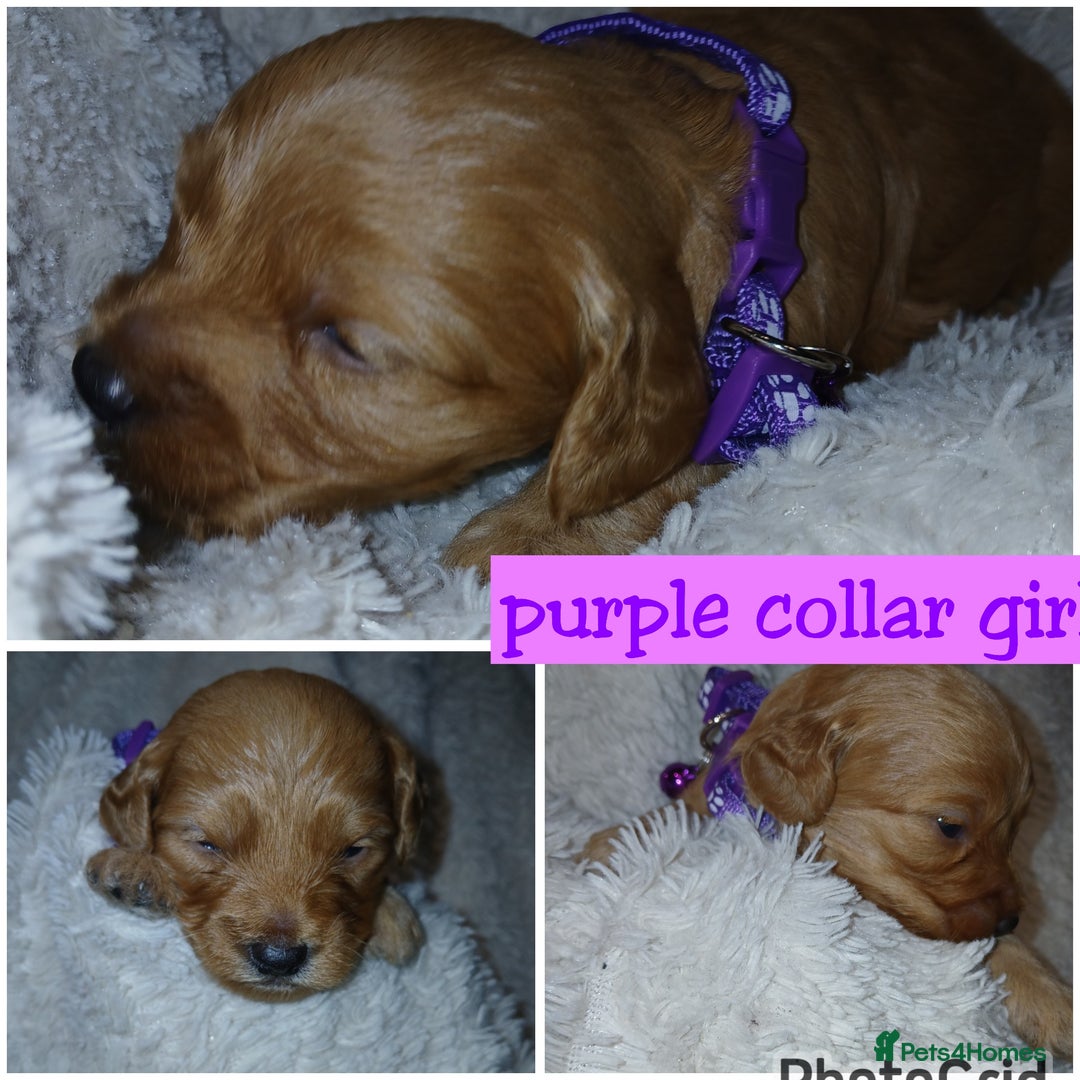 Cockapoo dogs for sale: Gorgeous F1b cockapoo puppies  - Advert 26