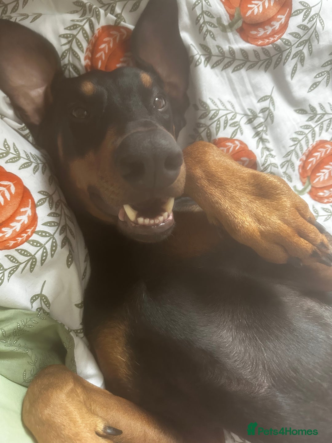 Dobermann dogs for sale: Wonderful Doberman for unfortunate adoption  - Advert 10