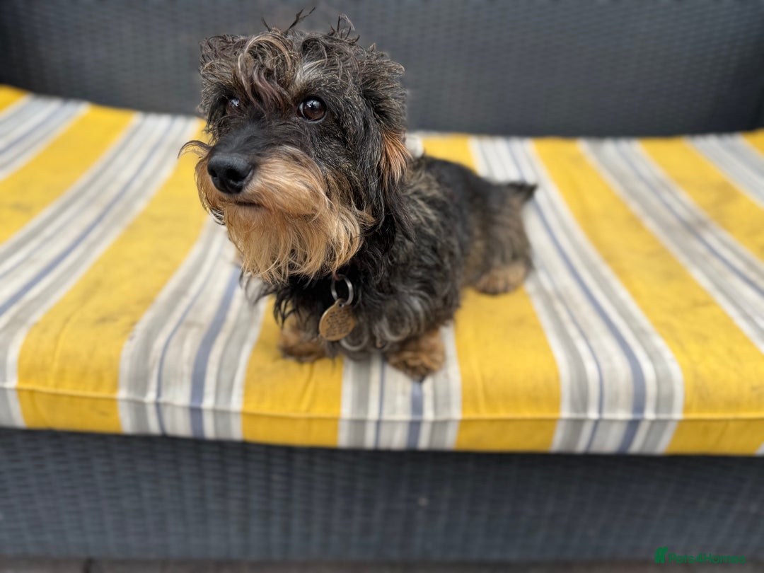 Miniature Dachshund dogs for sale: Miniature wirehaired Dachshund  - Image 10