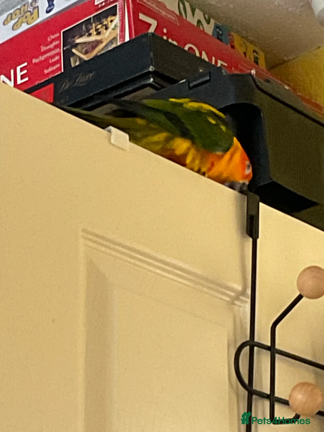 Conures birds for sale: Sun Conure - Advert 2