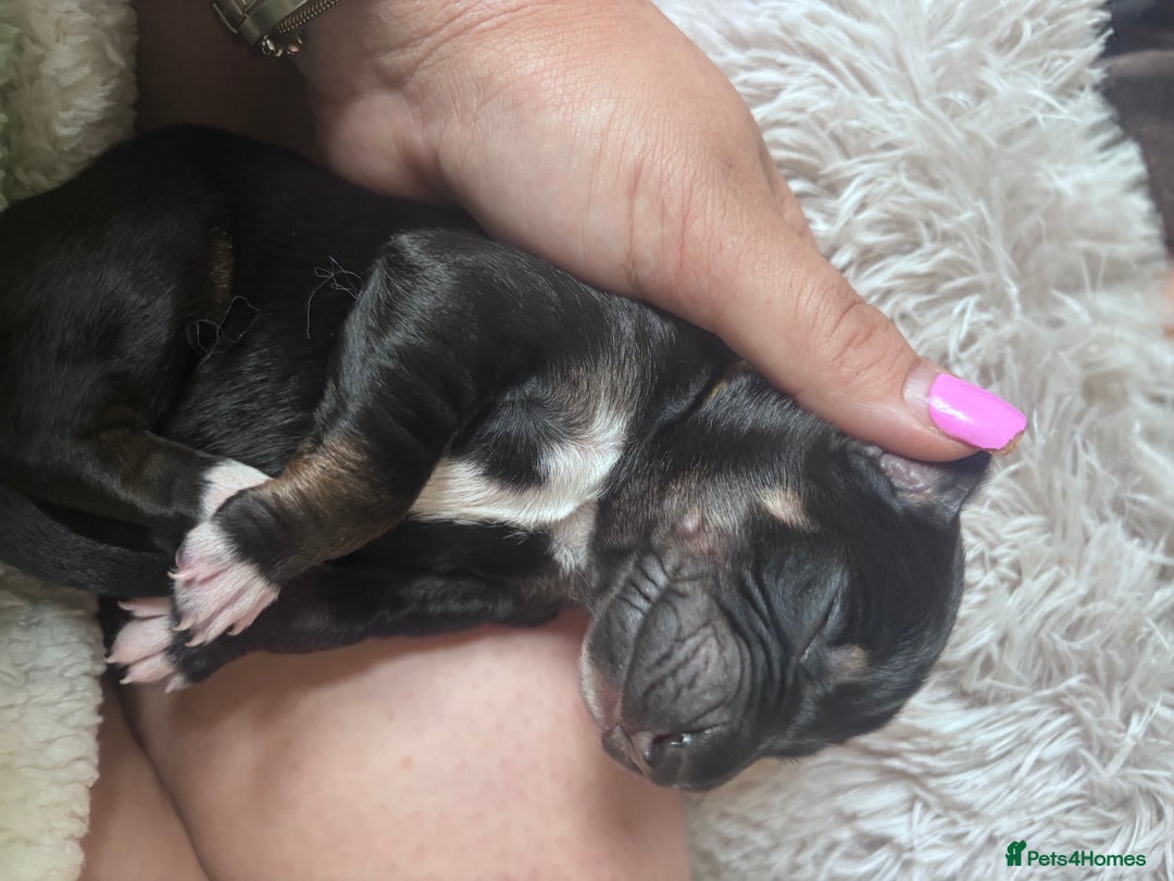 Mixed Breed dogs for sale: Saluki Bull Grey Puppies  - Image 11