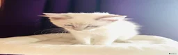 Ragdoll cats for sale: GCCF RAGDOLLS  - Advert 4