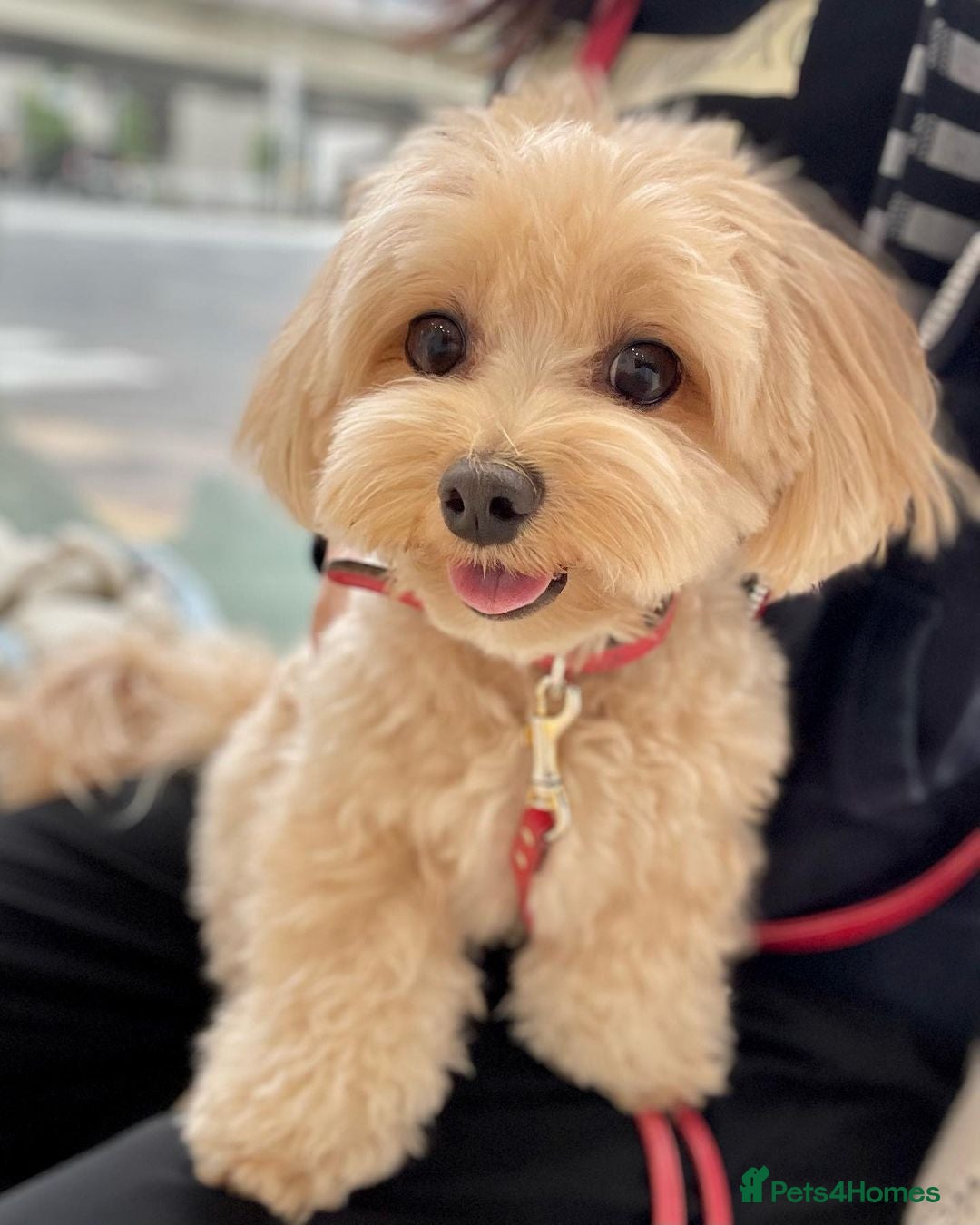 Maltipoo dogs for sale: Beautiful Maltipoo puppy called Daisy - Advert 2