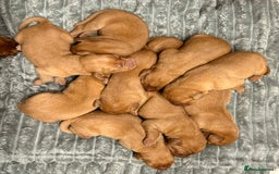 Labrador Retriever dogs for sale: Beautiful KC registered Fox Red Labrador Puppies - Image 3