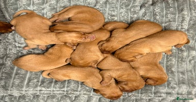 Labrador Retriever dogs - Advert 16
