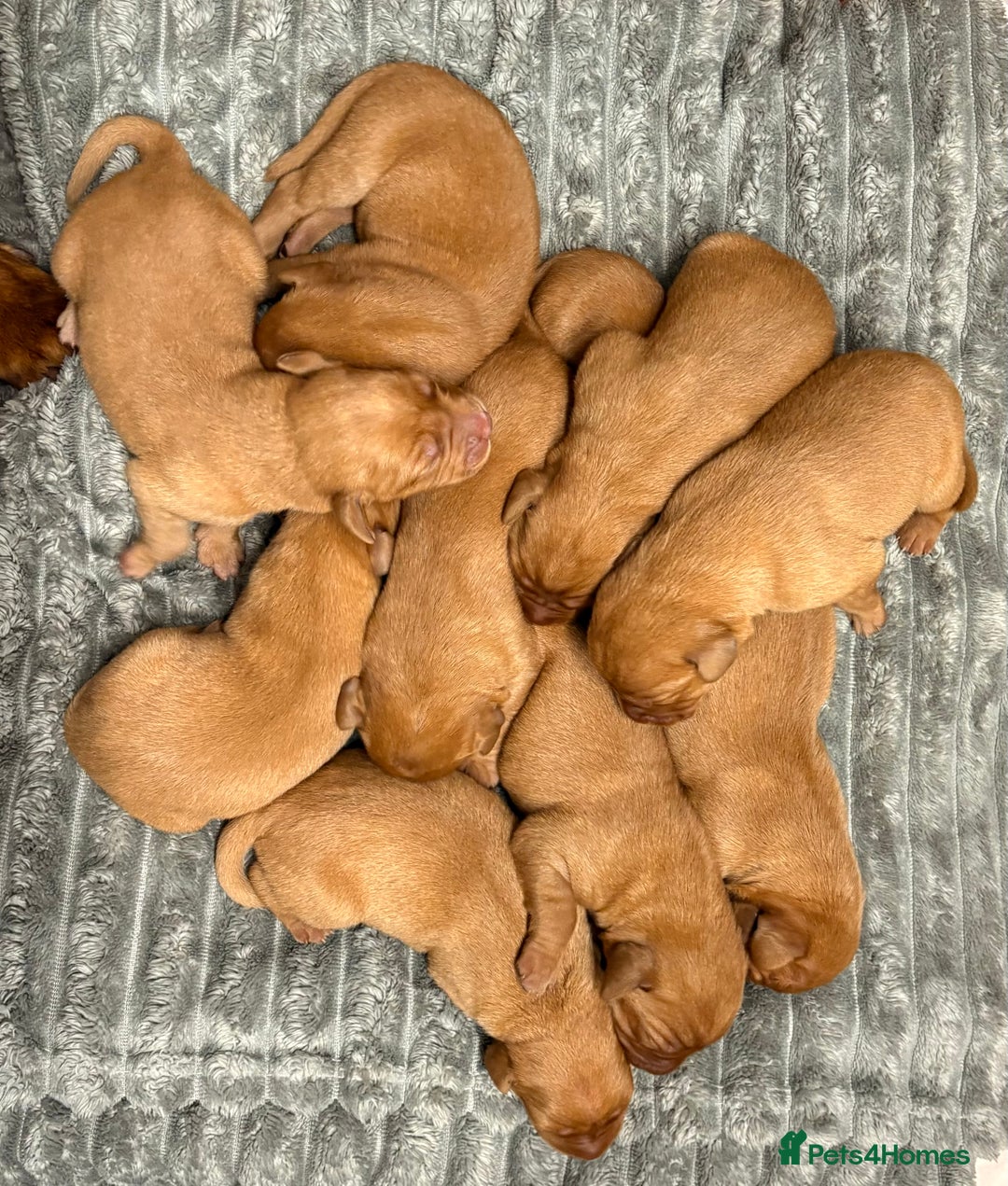 Labrador Retriever dogs for sale: Beautiful KC registered Fox Red Labrador Puppies - Image 3
