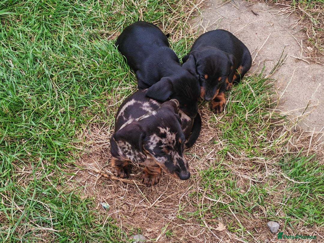 Dachshund dogs for sale: Stunning Dachshund Puppies - 2 Boys & 1 Girl - Image 7