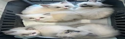 Ragdoll cats for sale: Gorgeous Ragdoll kittens - Advert 18