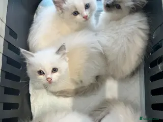 Ragdoll cats Gorgeous Ragdoll kittens READY NOW - Advert 18