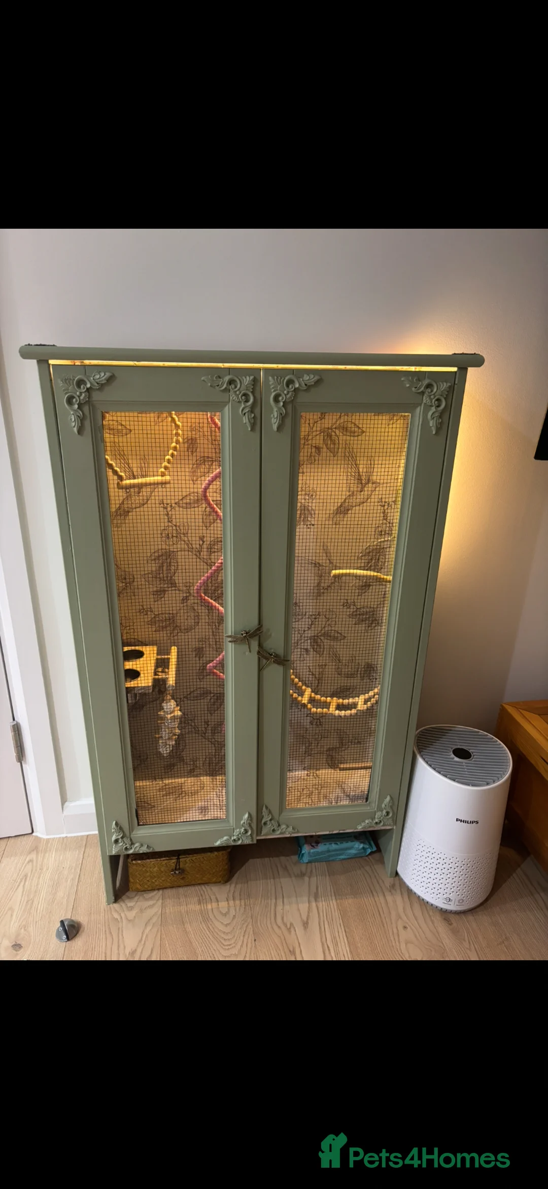 Lovebirds birds for sale: Agapornis Fischer Female Blue Opaline Love Bird in High Wycombe - Advert 2