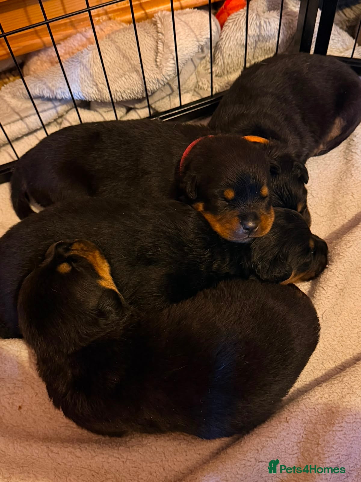 Rottweiler dogs Rare beautiful Rottweiler puppies  - Advert 1