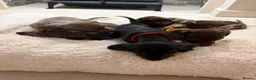 Miniature Dachshund dogs for sale: Miniature dachshunds  - Advert 16