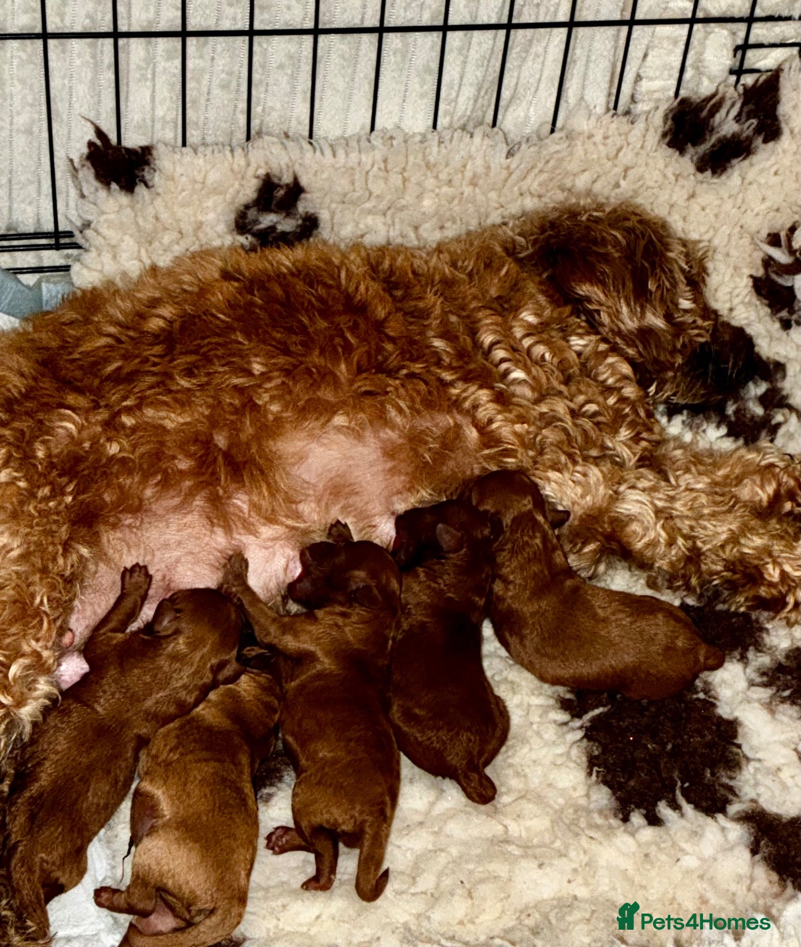 Cavapoo dogs Beautiful Cavapoo F1B Puppies - Advert 1