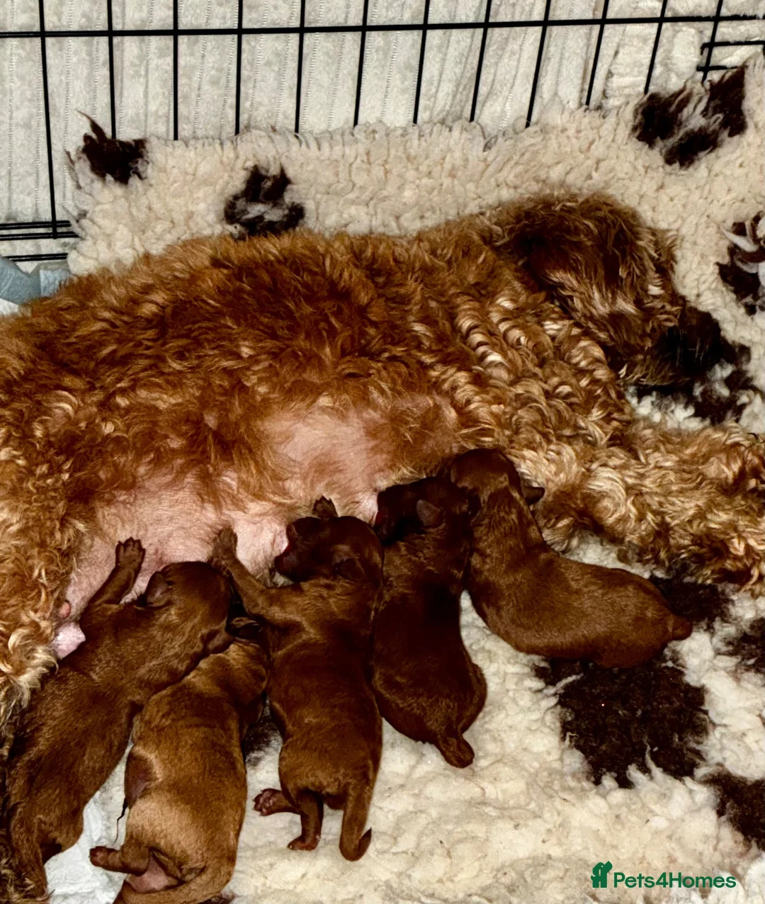 Cavapoo dogs for sale: Beautiful Cavapoo F1B Puppies - Advert 1