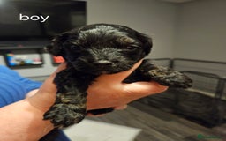 Cockapoo dogs for sale: cockerpoo pups - Image 3