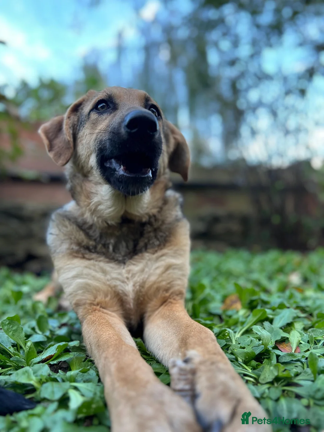 Anatolian Shepherd dogs for adoption: 6.5-Month-Old Anatolian Shepherd Mix Ready For You - Advert 17