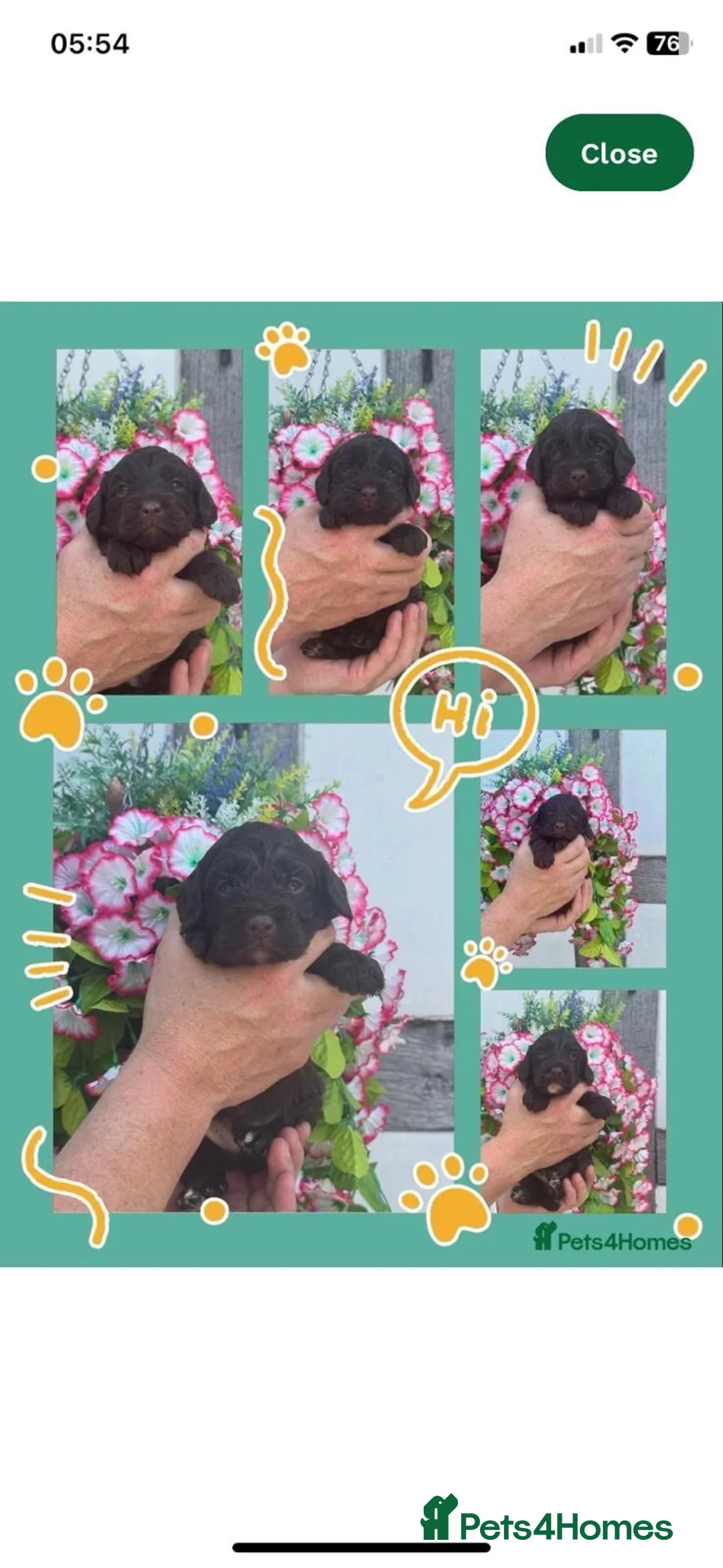 Miniature Poodle dogs for stud: Presenting PAXTON for Stud - Advert 2