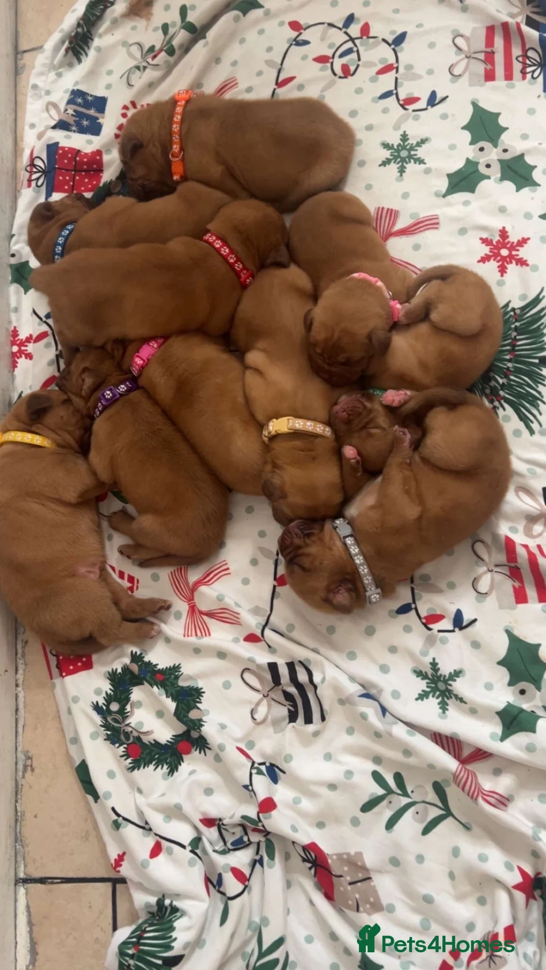 Dogue De Bordeaux dogs for sale: Dogue de Bordeaux pups in Croydon - Advert 40