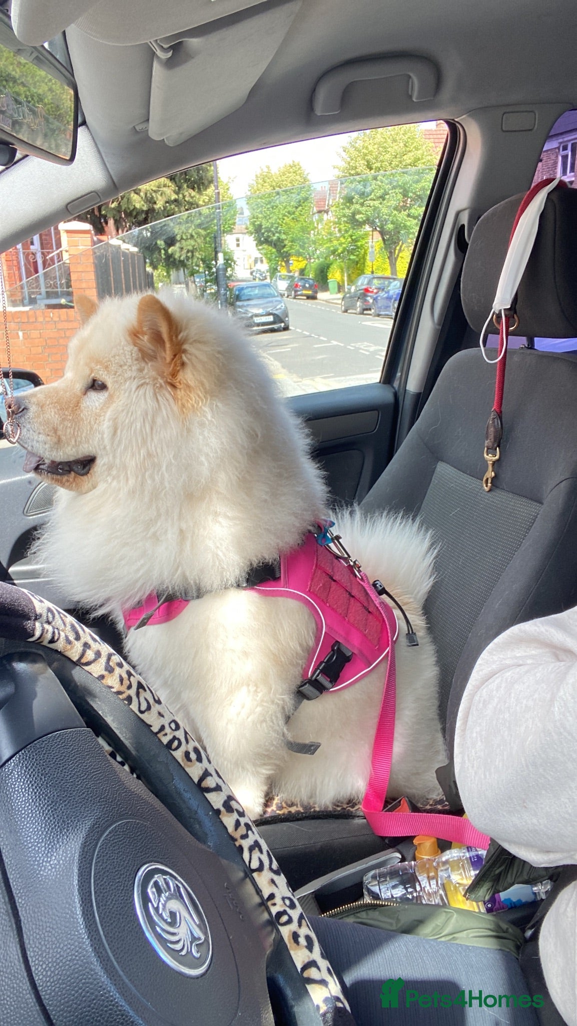 Chow Chow dogs Chow chow girl London based! - Advert 2