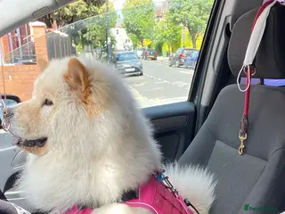 Chow Chow dogs Chow chow girl London based! - Advert 2