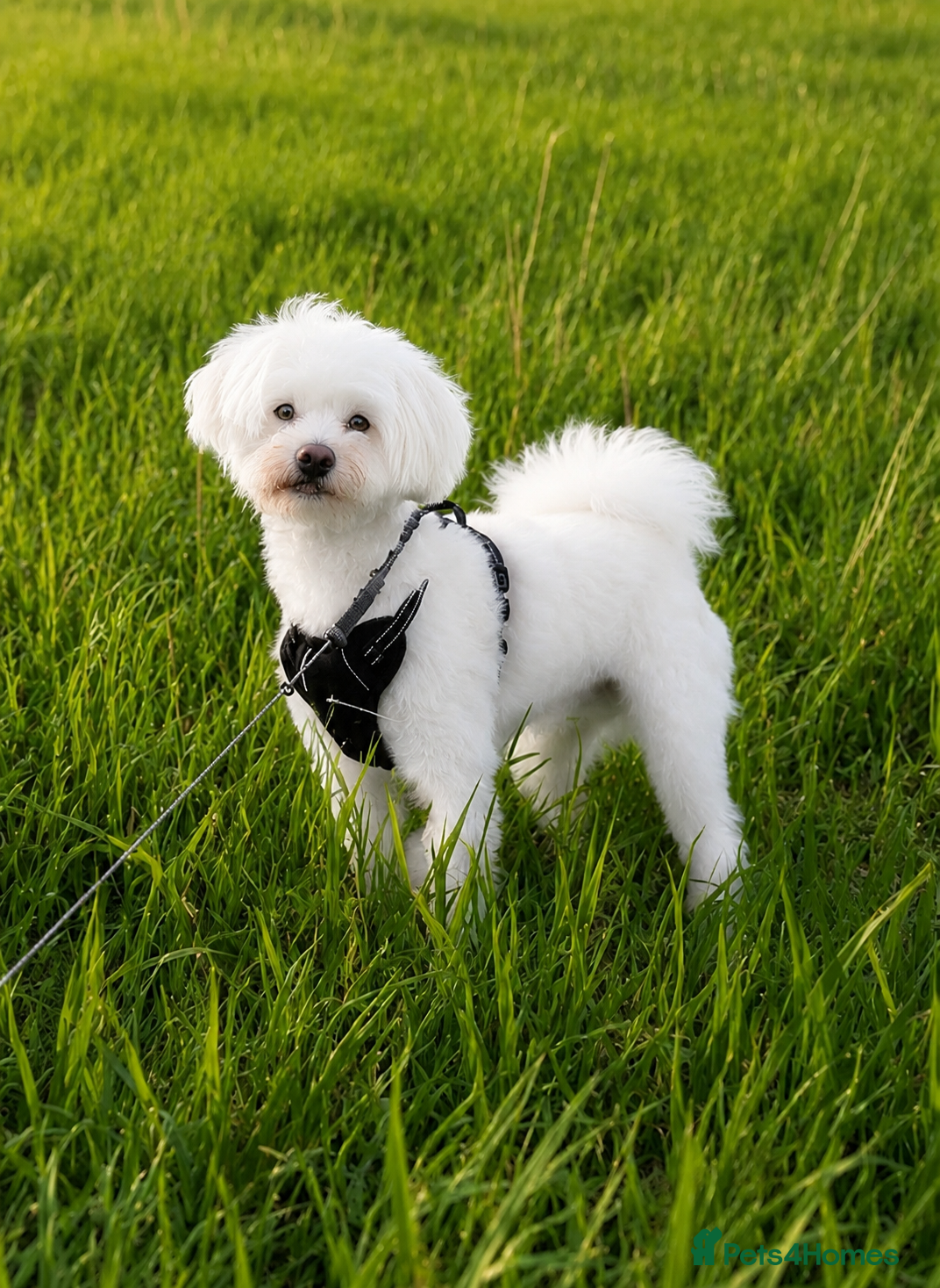 Maltese dogs Maltese puppy  - Advert 10