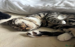 Mixed Breed cats for sale: Kittens for sale - Image 4