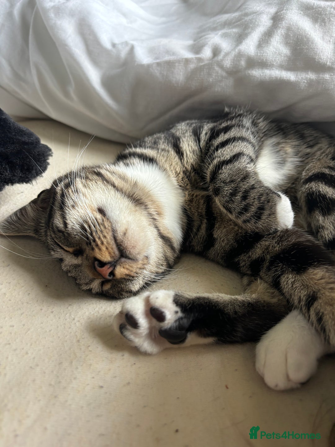 Mixed Breed cats for sale: Kittens for sale - Image 4