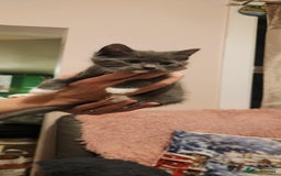 Mixed Breed cats for sale: Amazing kitten's  - Advert 3