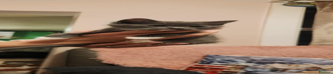 Mixed Breed Kitten 2