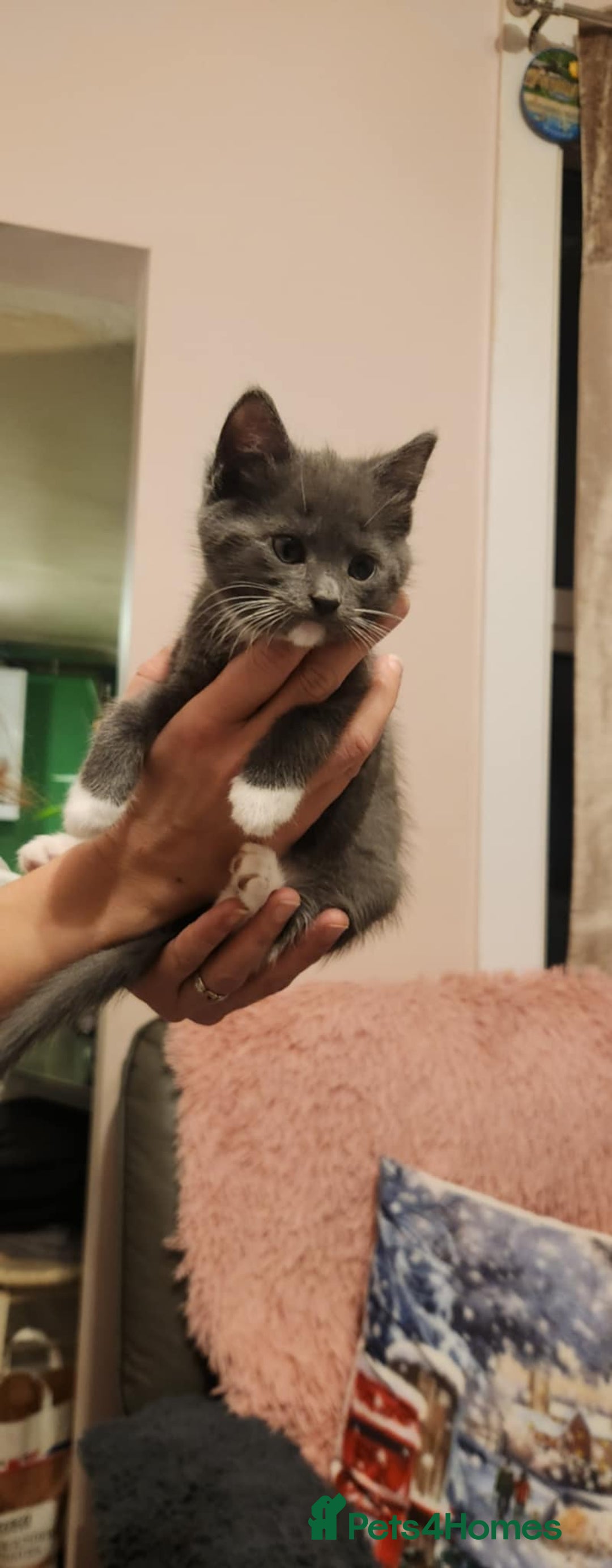 Mixed Breed cats for sale: Amazing kitten's  - Advert 3