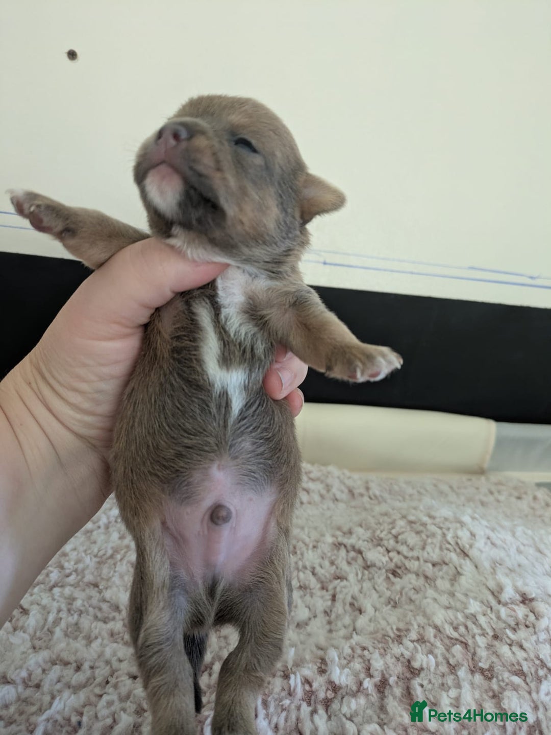 Pomchi dogs for sale: Pomchi pups - Advert 4