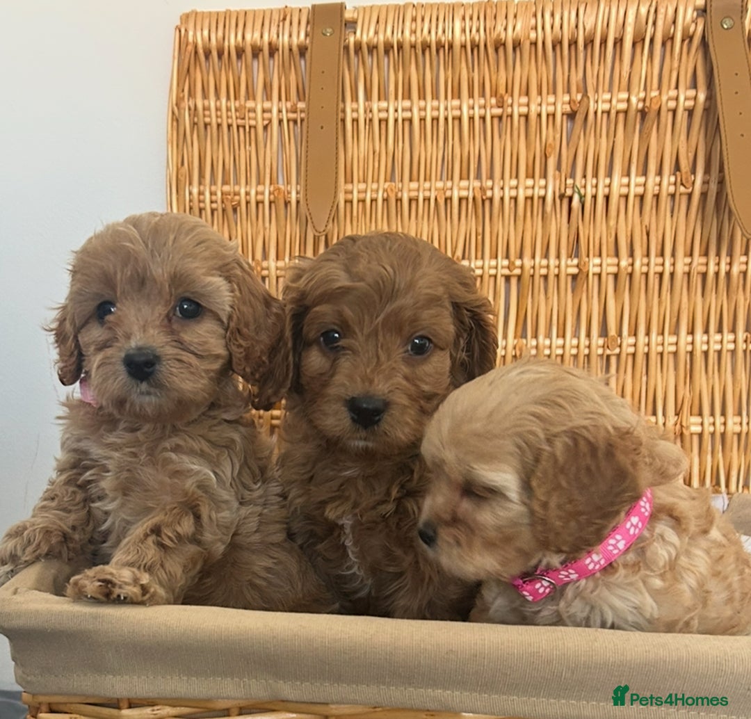 Cavapoo dogs for sale: Stunning, F1 Cavapoo fully health tested parents  - Image 6