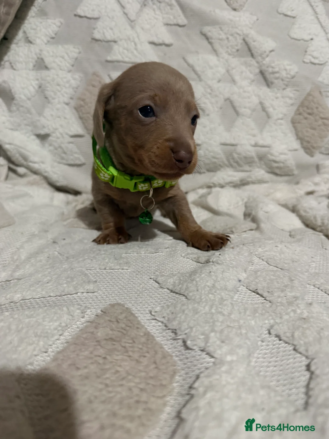 Dachshund dogs for sale: Beautiful dachshund puppies  - Advert 18