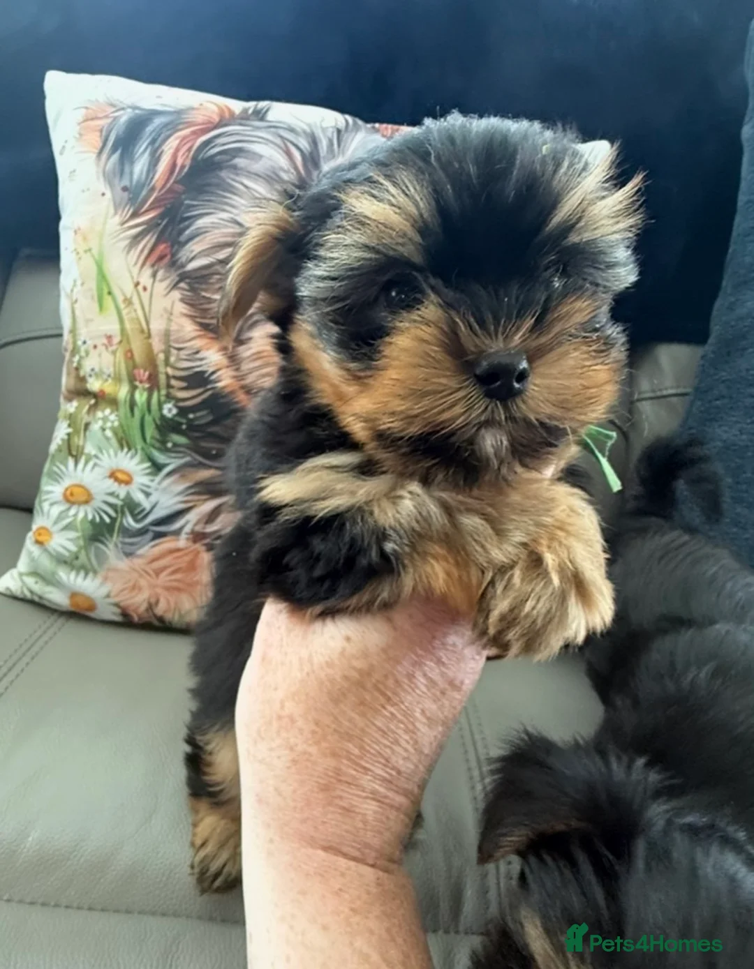 Yorkshire Terrier dogs for sale: Tiny Toy Yorkshire Terrier Puppies (Yorkie) - Advert 1