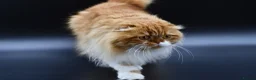 Scottish Fold cats for stud: RoyalOwl Yoshi: Scottish Fold Longhair Stud  - Advert 4