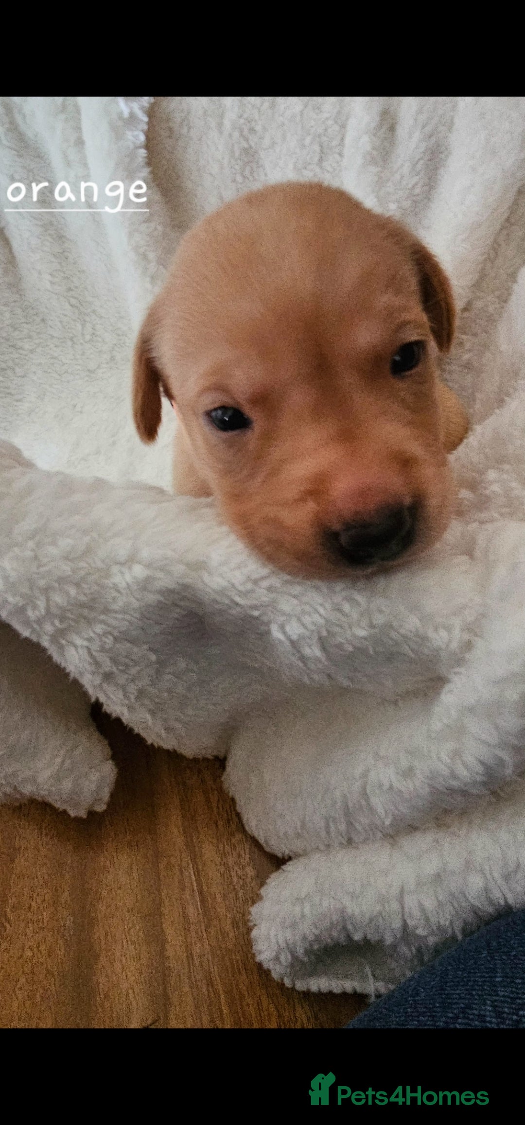 Labrador Retriever dogs for sale: 8 beautiful labrador puppies  - Image 9