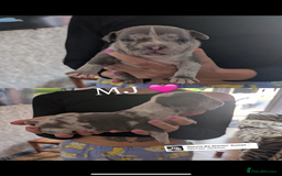 American Bully dogs for sale: Pocket bully pups - Image 20
