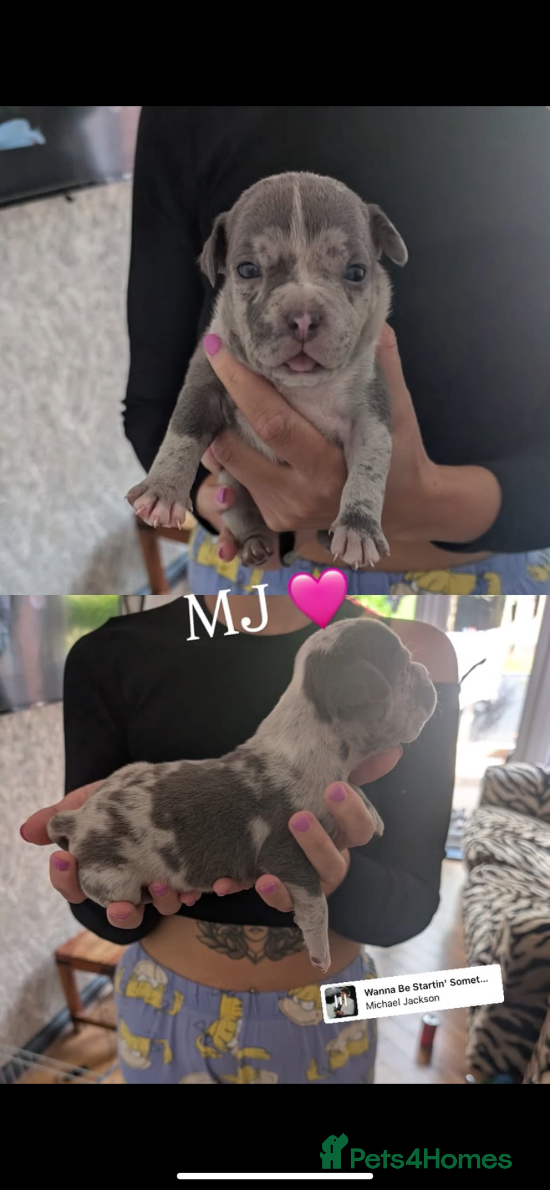 American Bully dogs for sale: Pocket bully pups - Image 20