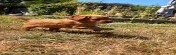 Cockapoo dogs for sale: ❤️ Stunning Health-Tested Red Cockapoo Puppies ❤️ in Edenbridge - Advert 4