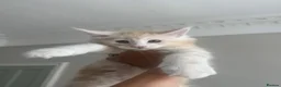 Maine Coon cats for sale:     ✨TICA Maine Coon Kittens | Licensed Breeder✨ - Advert 11