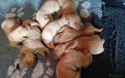 Labrador Retriever dogs for sale: KC REGISTERED YELLOW LABRADOR PUPPIES FOR SALE  - Image 2