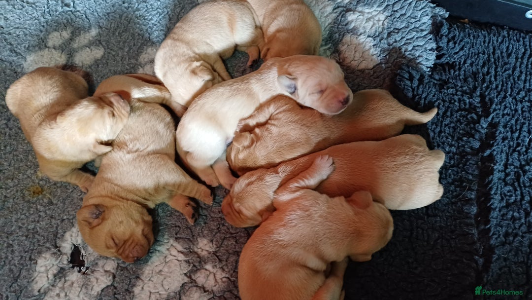 Labrador Retriever dogs for sale: KC REGISTERED YELLOW LABRADOR PUPPIES FOR SALE  - Image 2