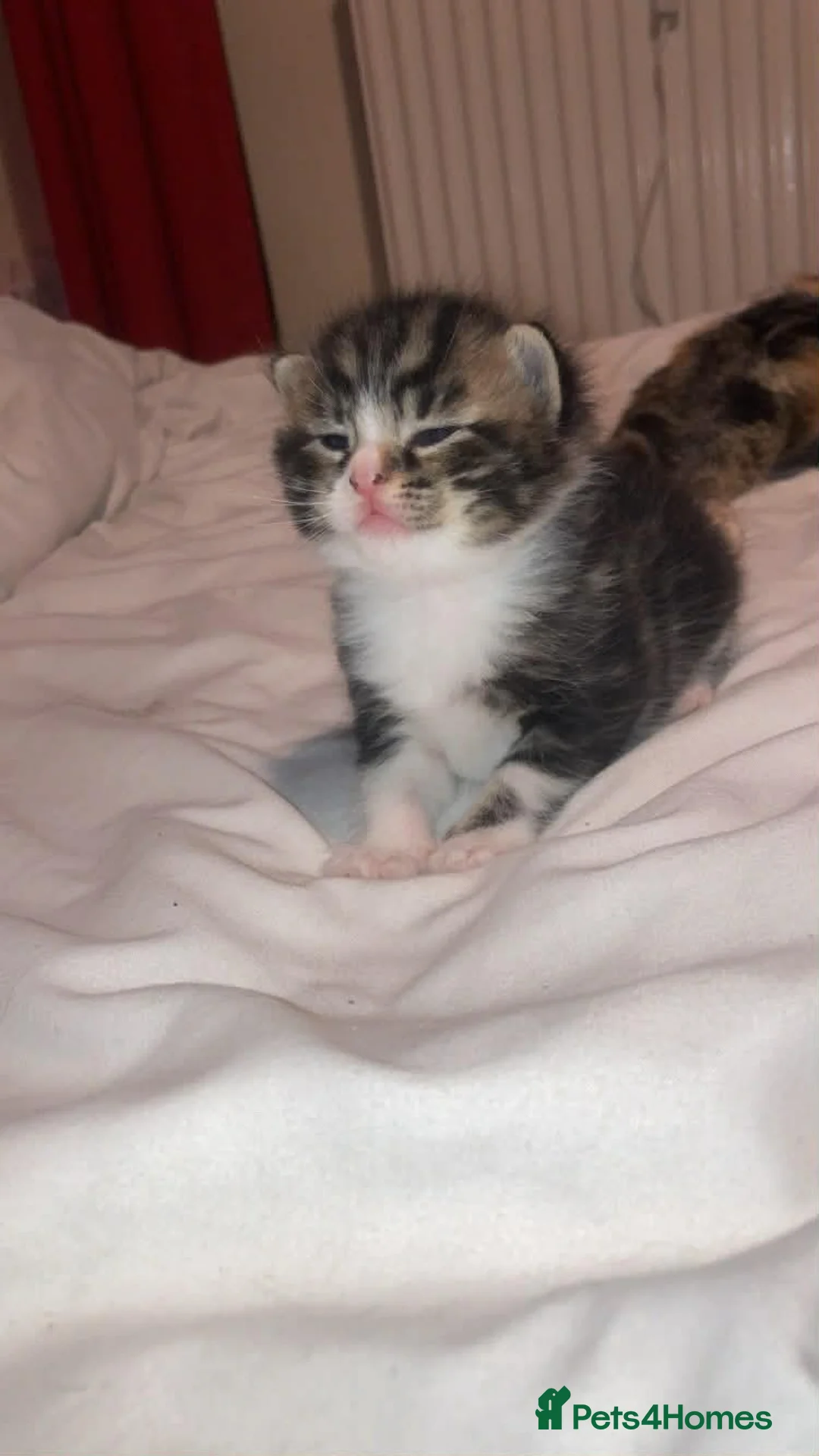Mixed Breed cats for sale: Male kitten in Saint Austell - Advert 4