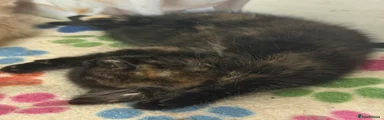 Mixed Breed 3