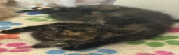 Mixed Breed cats for sale: Rescued kittens READ ADVERT - Advert 3
